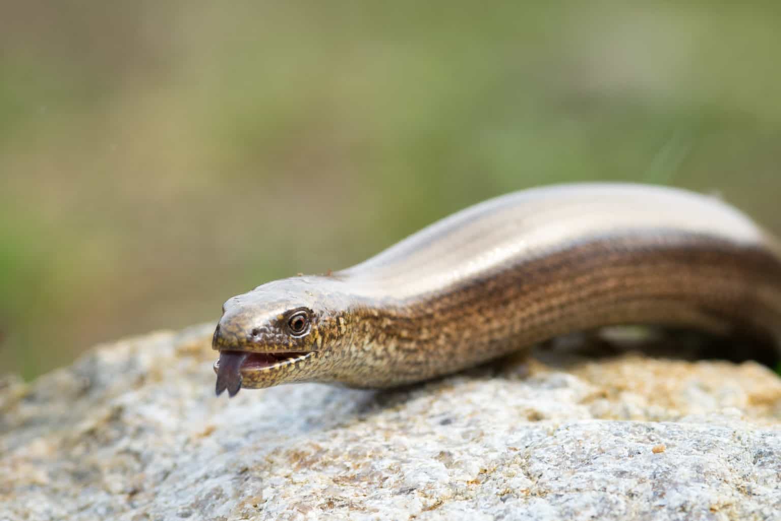 British Snakes Sliver Clodagh Relief